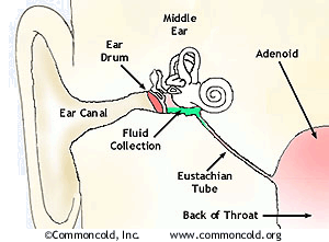 auditory tube anatomy